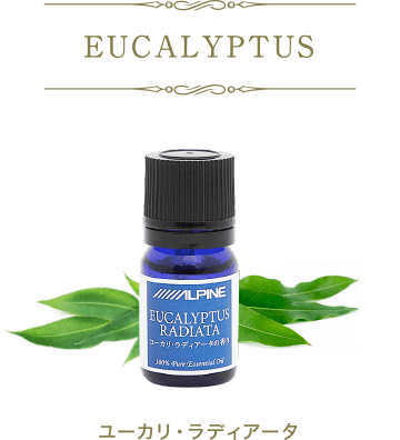 ユーカリ・ラディアータ